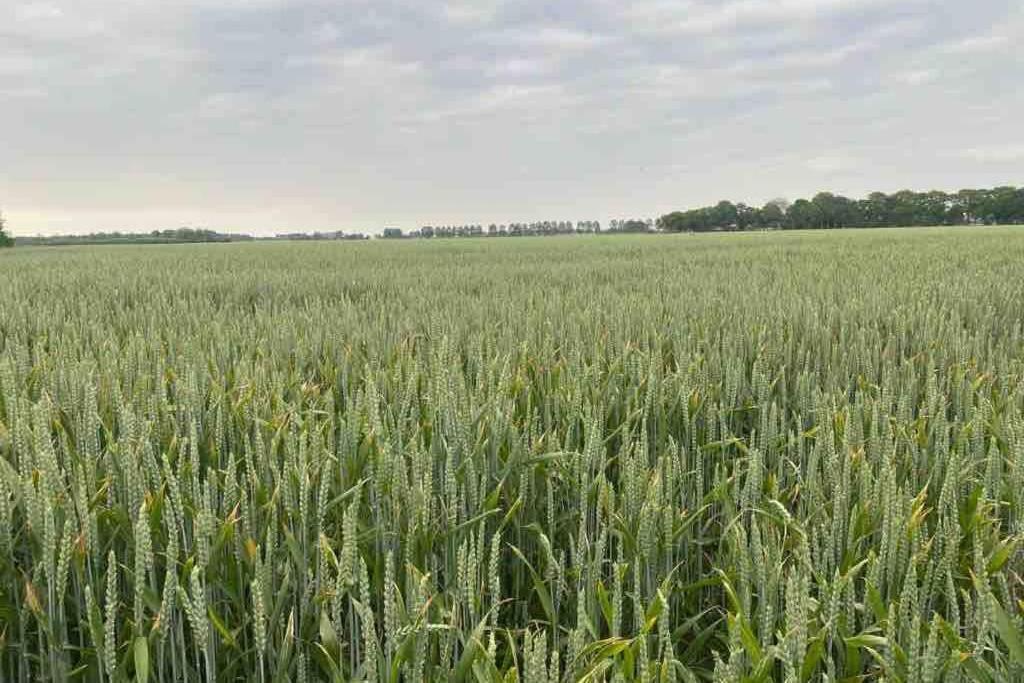 Schrijvershuisje - Sfeer & Stilte Zeeuws Vlaanderen Zaamslag エクステリア 写真